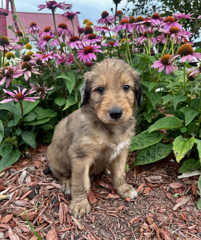 Ace – Aussiedoodle, Miniature Aussiedoodle puppy for sale in Trenton, MO