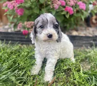 Hazel, a female Cockapoo and Cocker Spaniel for sale in Trenton, MO – 5 of 10