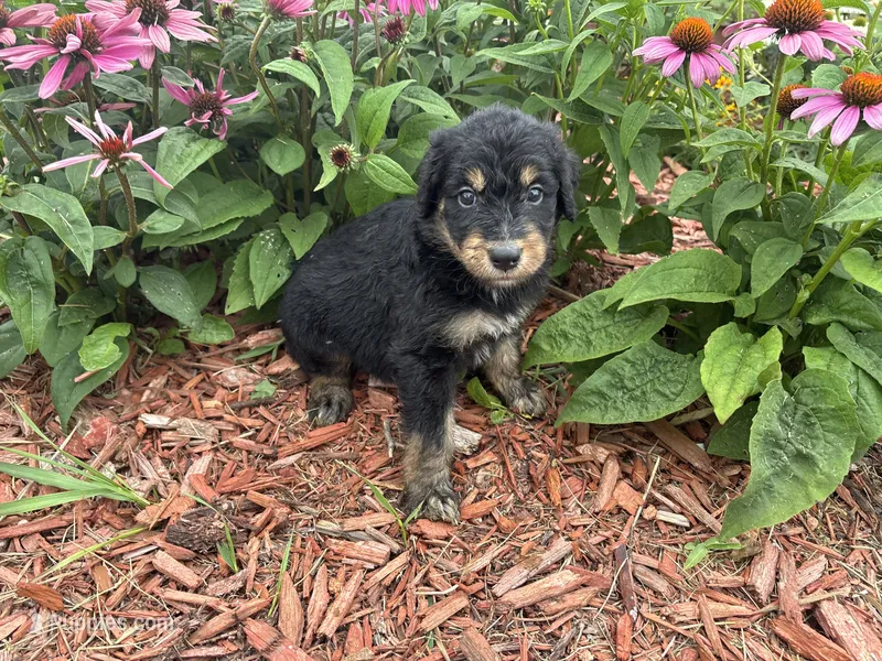 Hannah  – Aussiedoodle, Miniature Aussiedoodle puppy for sale in Trenton, MO