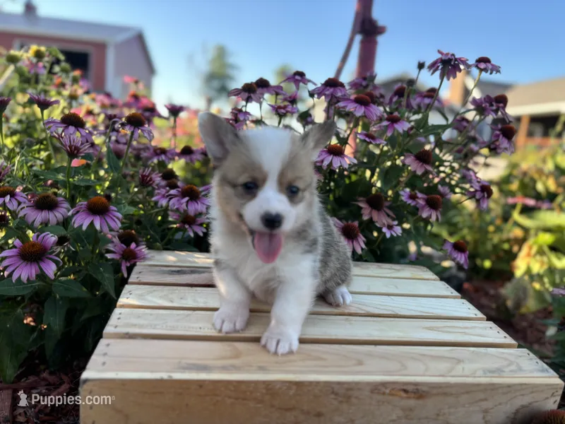 AKC- Reece  – Pembroke Welsh Corgi puppy for sale in Trenton, MO
