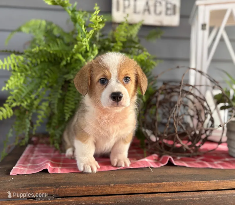 AKC-Gunner – Pembroke Welsh Corgi puppy for sale in Trenton, MO