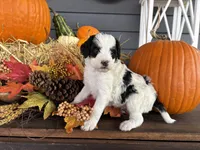 Chief , a male Miniature Bernedoodle and Bernefie for sale in Trenton, MO – 4 of 4