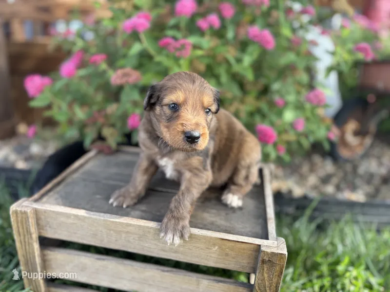 Piper  – Aussiedoodle, Miniature Aussiedoodle puppy for sale in Trenton, MO