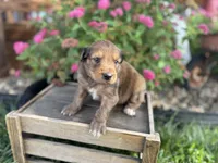 Piper , a female Aussiedoodle and Miniature Aussiedoodle for sale in Trenton, MO – 1 of 3