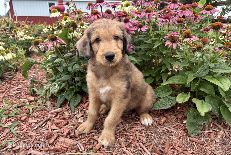 Ace – Aussiedoodle, Miniature Aussiedoodle puppy for sale in Trenton, MO