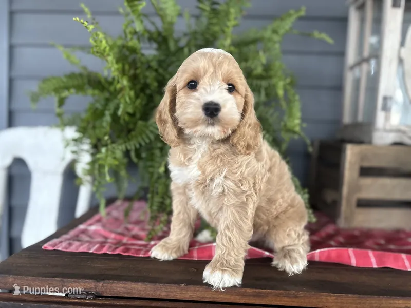 Ash – Cockapoo, Cocker Spaniel puppy for sale in Trenton, MO