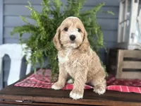 Ash, a male Cockapoo and Cocker Spaniel for sale in Trenton, MO – 2 of 10