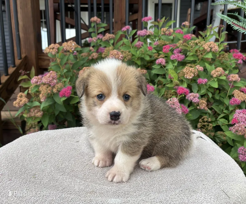 AKC- Jayden  – Pembroke Welsh Corgi puppy for sale in Trenton, MO