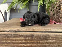 Gus, a male Cockapoo and Cocker Spaniel for sale in Trenton, MO – 2 of 2