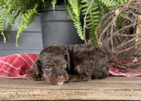 Izzy, a female Cockapoo and Cocker Spaniel for sale in Trenton, MO – 2 of 3
