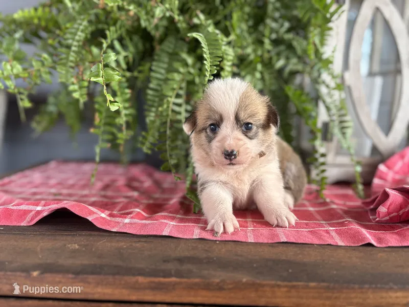 AKC- Jayden  – Pembroke Welsh Corgi puppy for sale in Trenton, MO