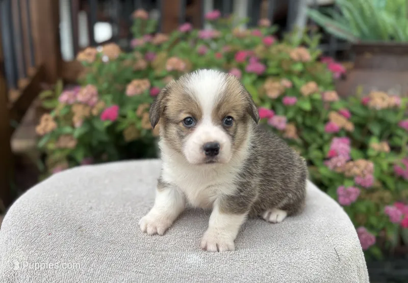 AKC-Gunner – Pembroke Welsh Corgi puppy for sale in Trenton, MO