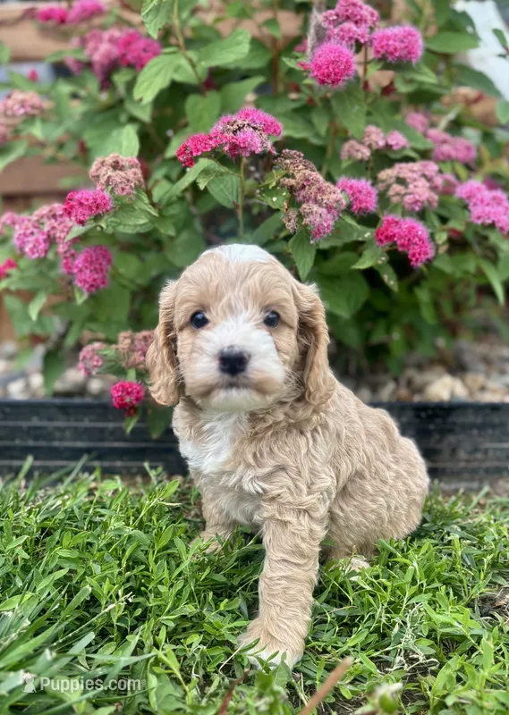Ash – Cockapoo, Cocker Spaniel puppy for sale in Trenton, MO
