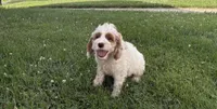 Cookie, a male Cockapoo and Cocker Spaniel for sale in Trenton, MO – 1 of 10