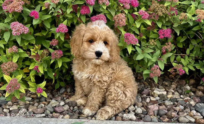Ash – Cockapoo, Cocker Spaniel puppy for sale in Trenton, MO