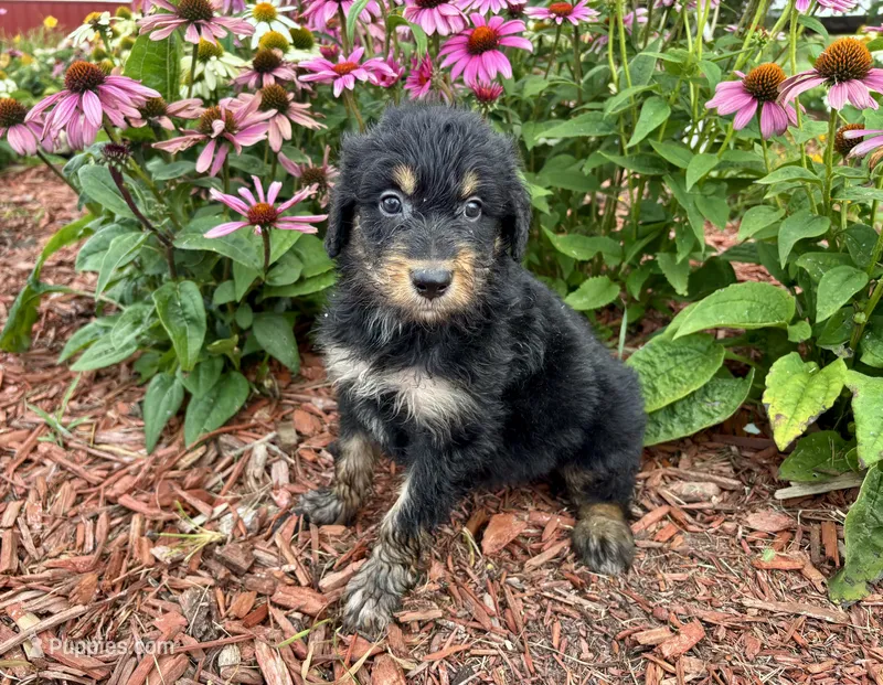 Hannah  – Aussiedoodle, Miniature Aussiedoodle puppy for sale in Trenton, MO