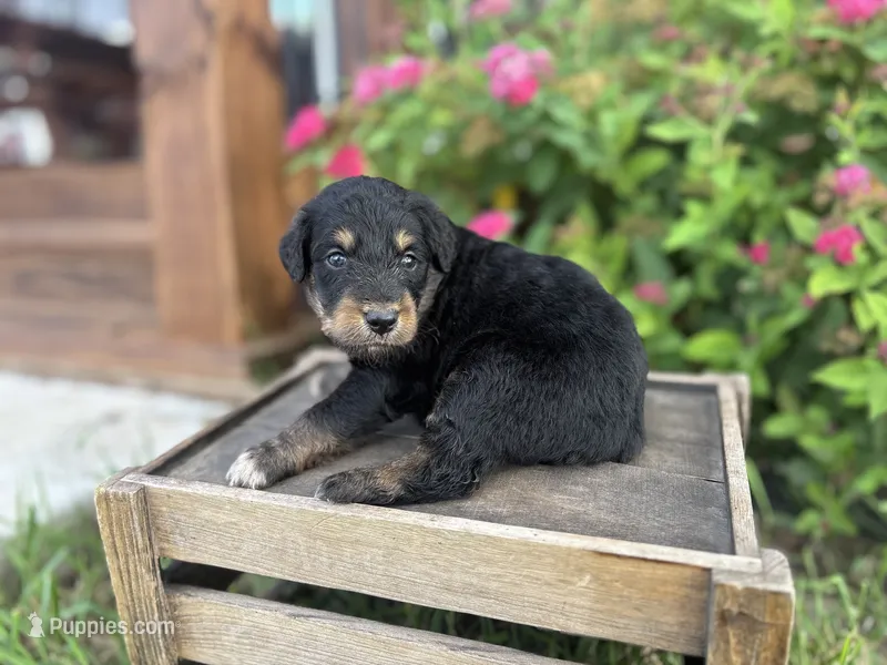 Hannah  – Aussiedoodle, Miniature Aussiedoodle puppy for sale in Trenton, MO