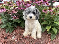 Hazel, a female Cockapoo and Cocker Spaniel for sale in Trenton, MO – 3 of 9