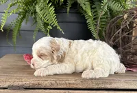 Cookie, a male Cockapoo and Cocker Spaniel for sale in Trenton, MO – 2 of 3