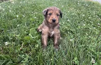 Ace, a male Aussiedoodle and Miniature Aussiedoodle for sale in Trenton, MO – 2 of 5