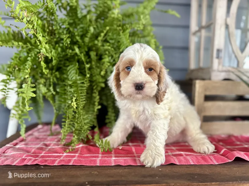 Cookie – Cockapoo, Cocker Spaniel puppy for sale in Trenton, MO