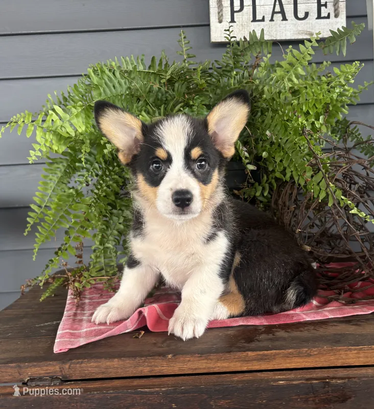 AKC Riley  – Pembroke Welsh Corgi puppy for sale in Trenton, MO