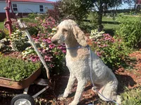 Jax, a male Poodle - Miniature  and Poodle - Standard  for sale in Trenton, MO – 2 of 3