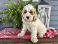 Cookie, a male Cockapoo and Cocker Spaniel for sale in Trenton, MO – 3 of 10