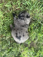 Jesse, a female Aussiedoodle and Miniature Aussiedoodle for sale in Trenton, MO – 3 of 3