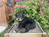 Hannah , a female Aussiedoodle and Miniature Aussiedoodle for sale in Trenton, MO – 3 of 3