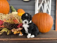 Josie , a female Miniature Bernedoodle and Bernefie for sale in Trenton, MO – 2 of 3