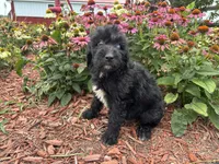 Abby, a female Aussiedoodle and Miniature Aussiedoodle for sale in Trenton, MO – 2 of 3