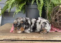 Dexter, a male Cockapoo and Cocker Spaniel for sale in Trenton, MO – 3 of 3