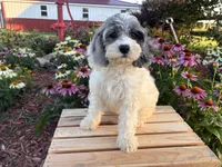 Hazel, a female Cockapoo and Cocker Spaniel for sale in Trenton, MO – 6 of 9