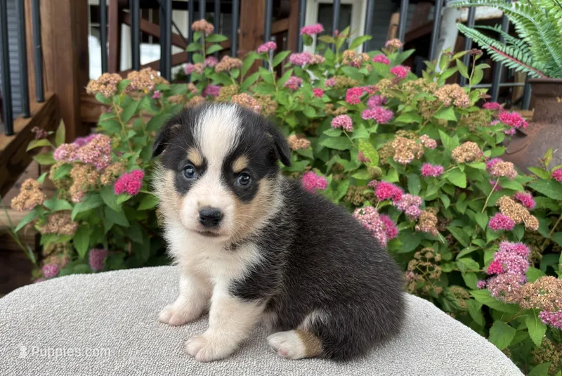 AKC- Riley  – Pembroke Welsh Corgi puppy for sale in Trenton, MO