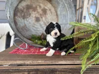 Gunner, a male Bernedoodle and Miniature Bernedoodle for sale in Trenton, MO – Photo 3 of 5