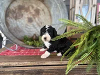 Gunner, a male Bernedoodle and Miniature Bernedoodle for sale in Trenton, MO – Photo 4 of 5