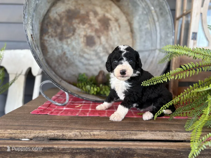 Gunner – Bernedoodle, Miniature Bernedoodle puppy for sale in Trenton, MO