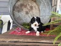Gunner, a male Bernedoodle and Miniature Bernedoodle for sale in Trenton, MO – Photo 2 of 5