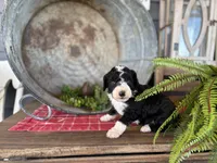 Gunner, a male Bernedoodle and Miniature Bernedoodle for sale in Trenton, MO – Photo 5 of 5
