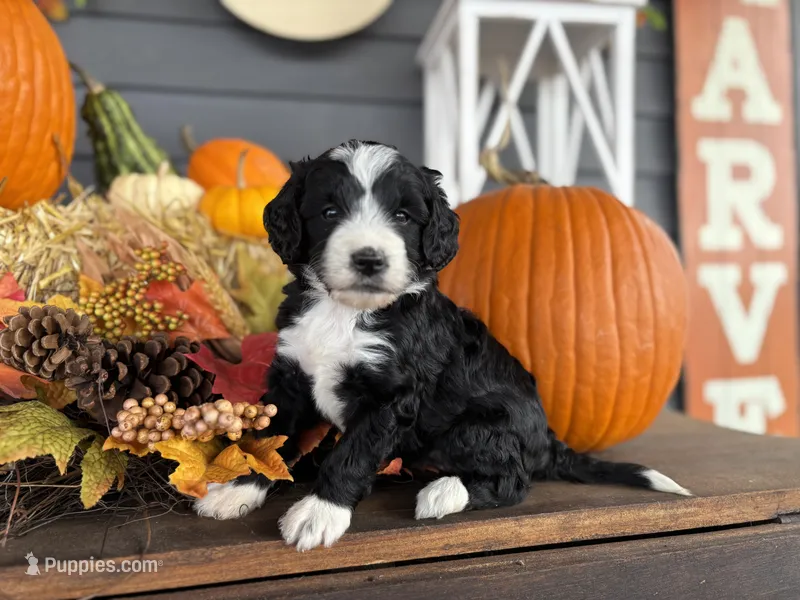 Luck  – Miniature Bernedoodle, Bernefie puppy for sale in Trenton, MO