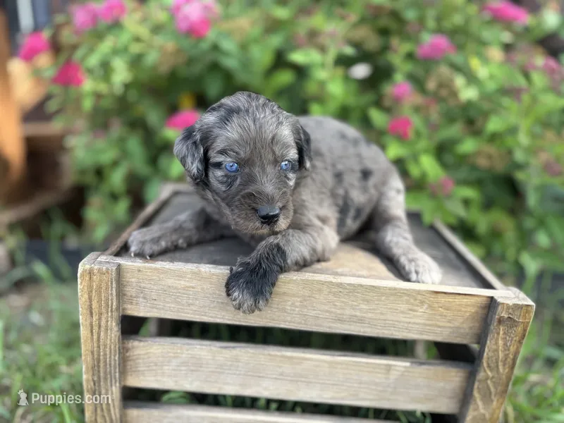 Jesse – Aussiedoodle, Miniature Aussiedoodle puppy for sale in Trenton, MO