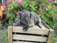 Jesse, a female Aussiedoodle and Miniature Aussiedoodle for sale in Trenton, MO – 1 of 3