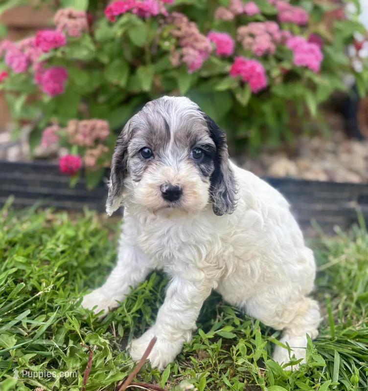Hazel – Cockapoo, Cocker Spaniel puppy for sale in Trenton, MO