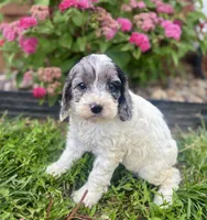 Hazel, a female Cockapoo and Cocker Spaniel for sale in Trenton, MO – 4 of 10