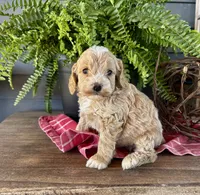 Ash, a male Cockapoo and Cocker Spaniel for sale in Trenton, MO – 6 of 10
