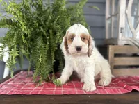 Cookie, a male Cockapoo and Cocker Spaniel for sale in Trenton, MO – 5 of 10