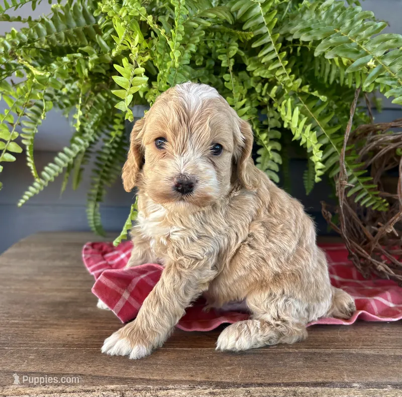 Ash – Cockapoo, Cocker Spaniel puppy for sale in Trenton, MO