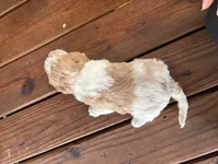 Baxter , a male Miniature Bernedoodle and Bernefie for sale in Trenton, MO – 2 of 2