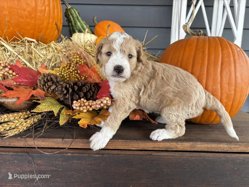 Ace  – Bernedoodle, Miniature Bernedoodle puppy for sale in Trenton, MO